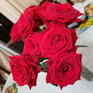 Meet your Posher, Susanna